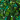 Assorted Dark Greens