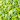 Assorted Light Greens