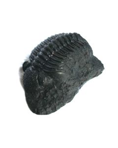 Large Resin Trilobite