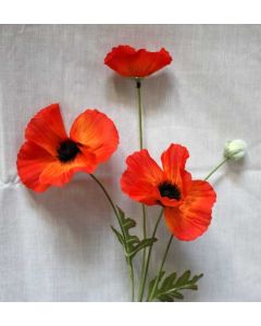 Poppies