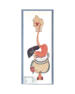 The Digestive System Model