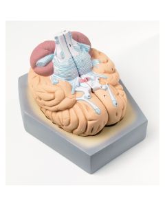 Human Brain Model