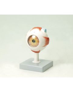 Economy Human Eye Model