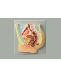 Human Female Reproductive System Model