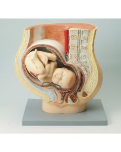Human Foetus Model