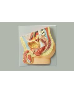 Human Male Reproductive System