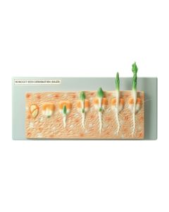 Monocot Seed Germination