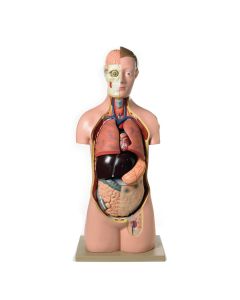 Human Torso Model - 17 Parts