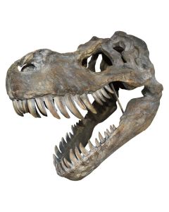 Replica Tyrannosaurus Rex Skull Large - 51cm Long