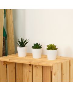 Artificial Succulents - Pack of 3