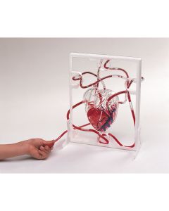 3D Pumping Heart