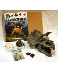 Mary Anning COLLECTION
