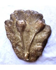 Fossilised Sea Lily Cast