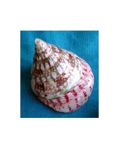 2 x Scallop Shells