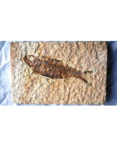 Knightia Fish Fossil