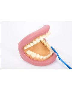 Giant Teeth Demonstration Model