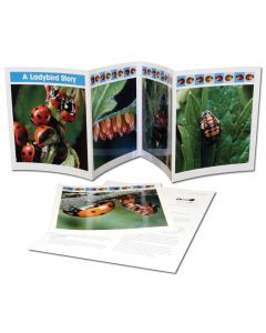 Life Cylce Frieze - A Ladybird Story
