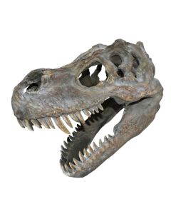 Replica Tyrannosaurus Rex Skull Medium - 37cm Long
