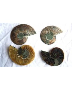 Polished Ammonite