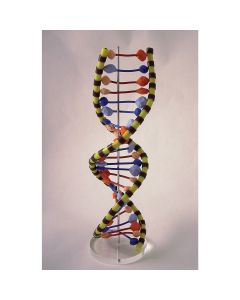 Nucleic Acid Biobits- Pre-Built DNA Helix - 24 Layers