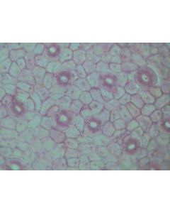 Prepared Microscope Slide Set - Plant Structure - Angiosperms