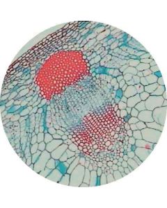 Prepared Microscope Slide Set - Environmental Adaptations of Plants