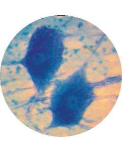 Prepared Microscope Slide Set - Human Anatomy Set 2