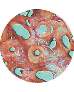 Prepared Microscope Slide Set - Histology I