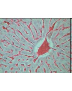 Prepared Microscope Slide Set - Histology II