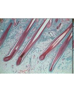 Prepared Microscope Slide Set - Human Anatomy - Set 1