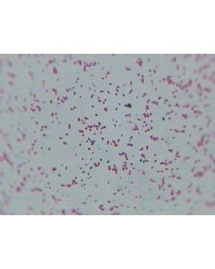 Prepared Microscope Slide - Gram +ve and Gram -ve Bacilli W.M.