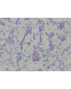 Prepared Microscope Slide - Escherichia coli W.M.