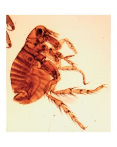 Mites W.M.