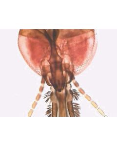 Mosquito (Anopheles) W.M. Female Adult Mouthparts
