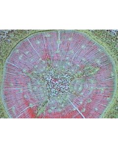 Pinus W.M. Pollen