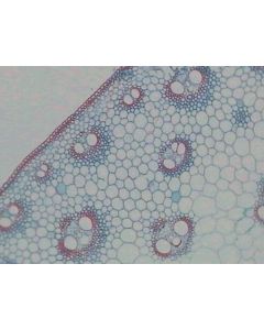 Pondweed (Potamogeton) T.S. Stem Hydrophyte