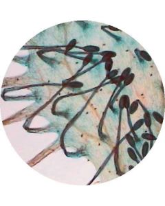 Prepared Microscope Slide - Water Lily (Nymphaea) - Leaf T.S.