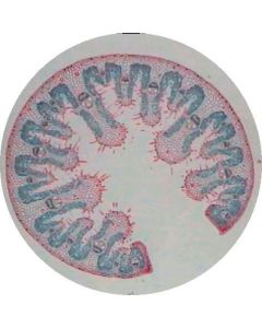 Prepared Microscope Slide - Monocot and Dicot Stem - Comparison Slide T.S.