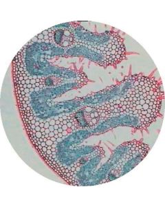 Prepared Microscope Slide - Leaf - Comparison Slide, C3 and C4 Leaf T.S.