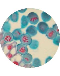 Prepared Microscope Slide - Lily (Lilium Regale) - Anthers T.S. - Early Prophase