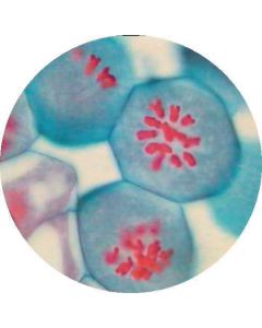 Prepared Microscope Slide - Lily (Lilium Regale) - Anthers T.S. - Metaphase