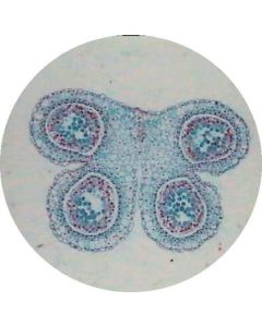 Prepared Microscope Slide - Lily (Lilium Regale) - Anthers T.S. 