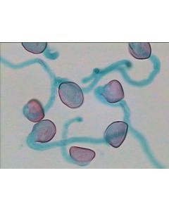 Prepared Microscope Slide - Lily (Lilium) - Mature Embryo Sac