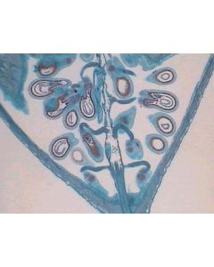 Prepared Microscope Slide - Shepherd's Purse (Capsella) - Ovule L.S.