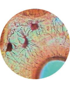 Prepared Microscope Slide - Trachea/Bronchus - Pseudostratified Ciliated Columnar Epithelium T.S.