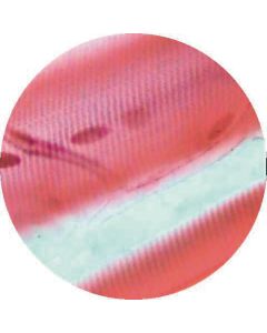 Prepared Microscope Slide - Striated Muscle - for Muscle Spindles T.S.
