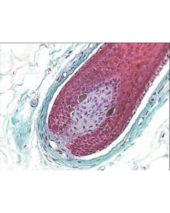 Human Skin Sec.