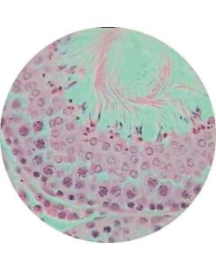 Human Testis T.S.