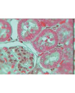 Mitochondria in Small Intestine Liver or Kidney