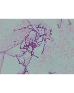 Prokaryotes Slide Set